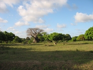 Radura.
